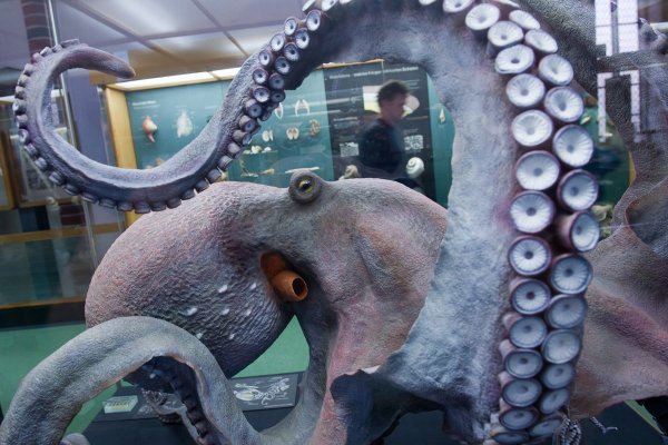 Kraken рабочее зеркало onion