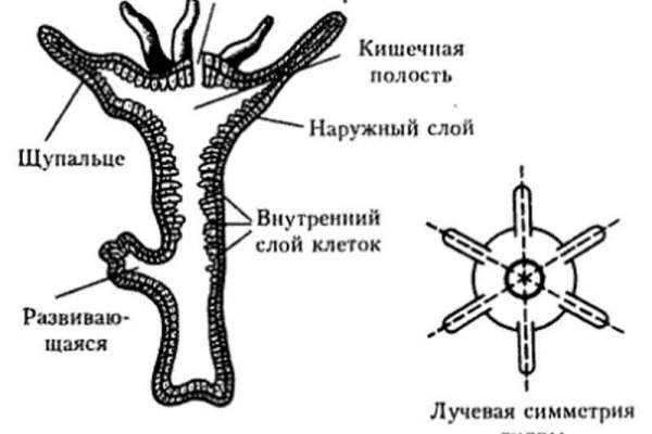 Kraken даркнет переходник